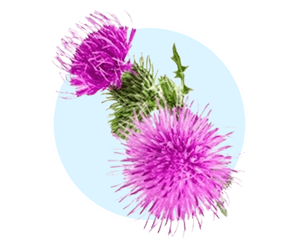 Milk thistle icon