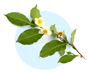 Camellia sinensis icon