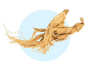 Panax ginseng icon